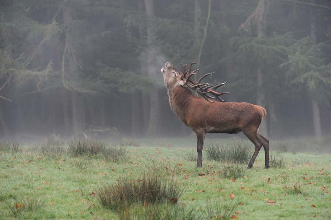 Anwohner-Beschwerden-ber-Rotwild-Landwirt-l-sst-16-Tiere-erschie-en