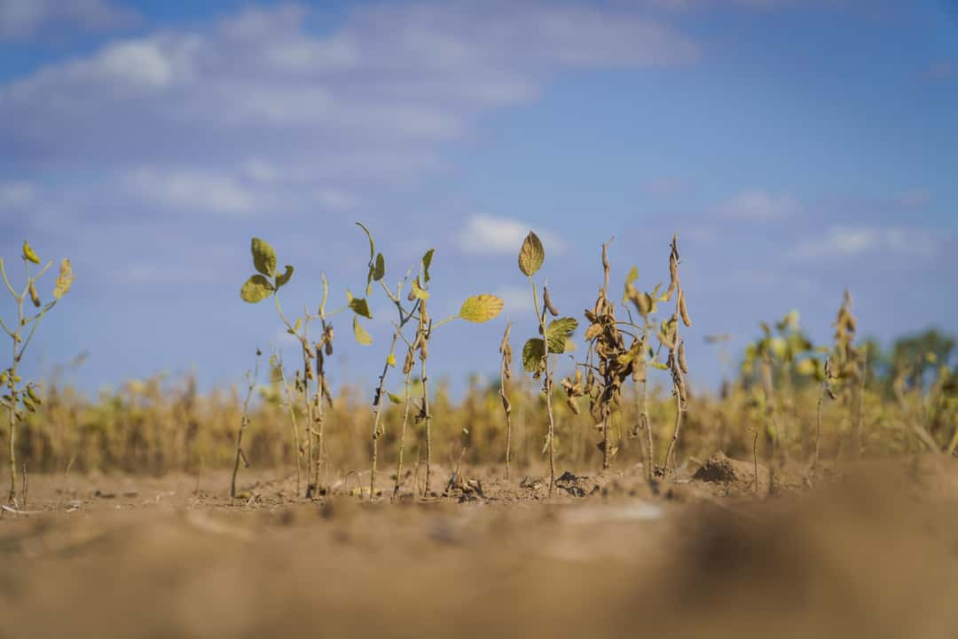 La peor sequía en 60 años: Argentina necesita comprar soja en el mercado mundial