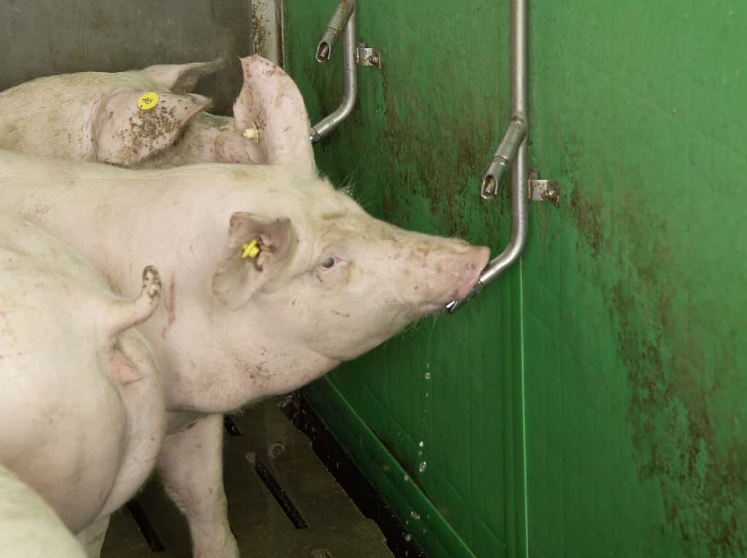 France : présentation du Manifeste pour « Sauver l’élevage »