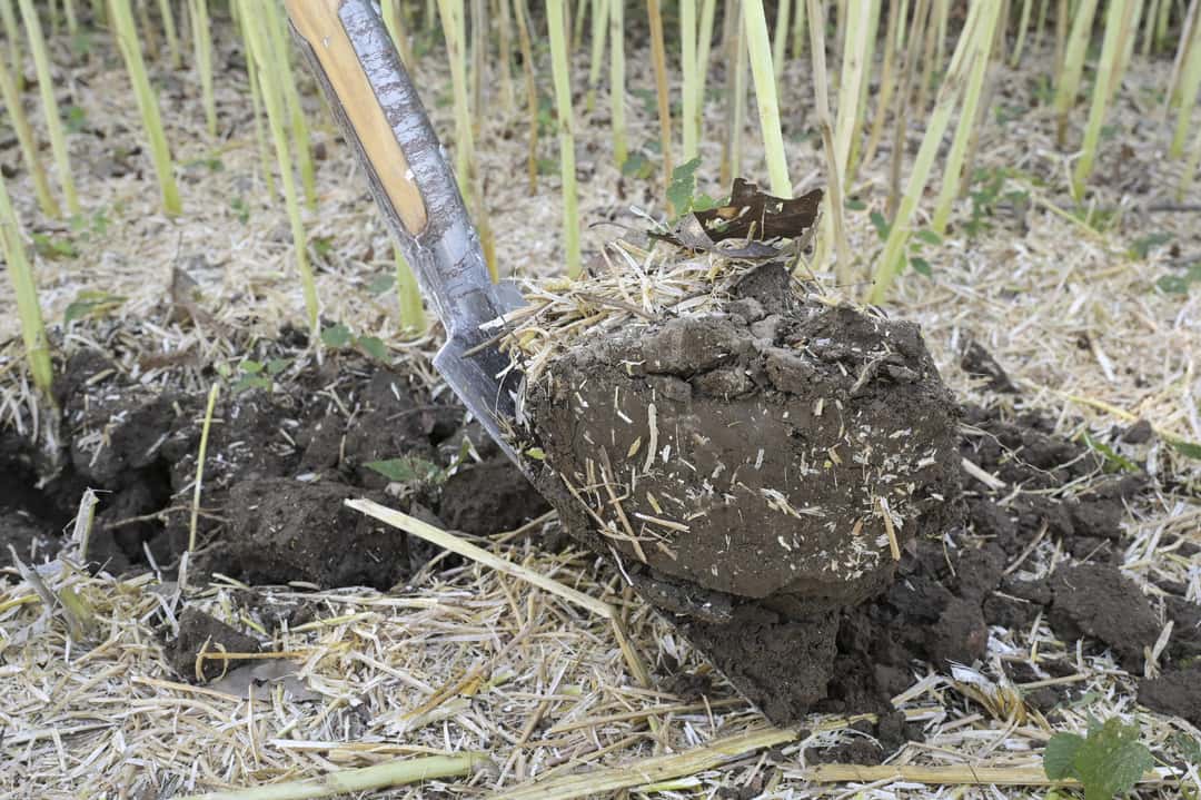 Österreich Wie Sie den Humusgehalt im Boden steigern können