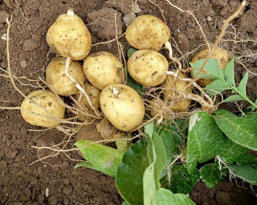 Kartoffeln: Tipps gegen Krautfäule und Alternaria | top agrar online
