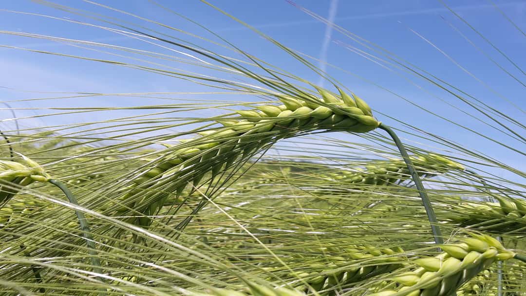 Gerstensorten die Stars für den Norden top agrar online