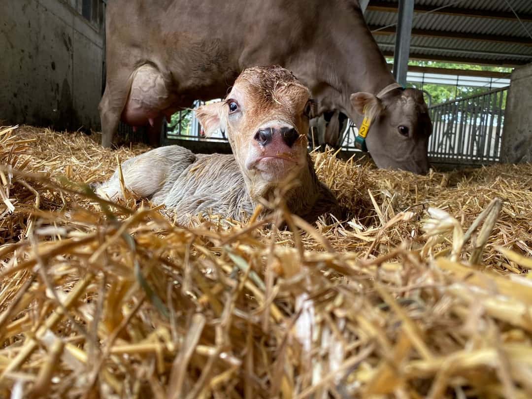 Kolostrum für Kälber Wie lässt sich die Biestmilch lagern? top agrar online