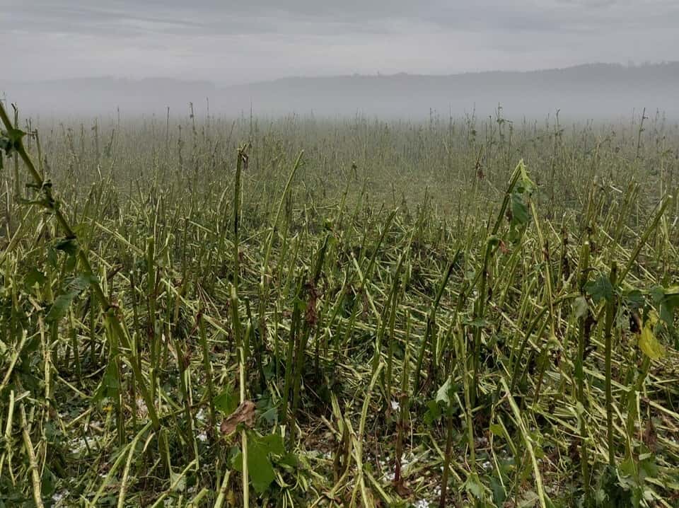 Prudké bouře a prudké deště na jihu ničí pole