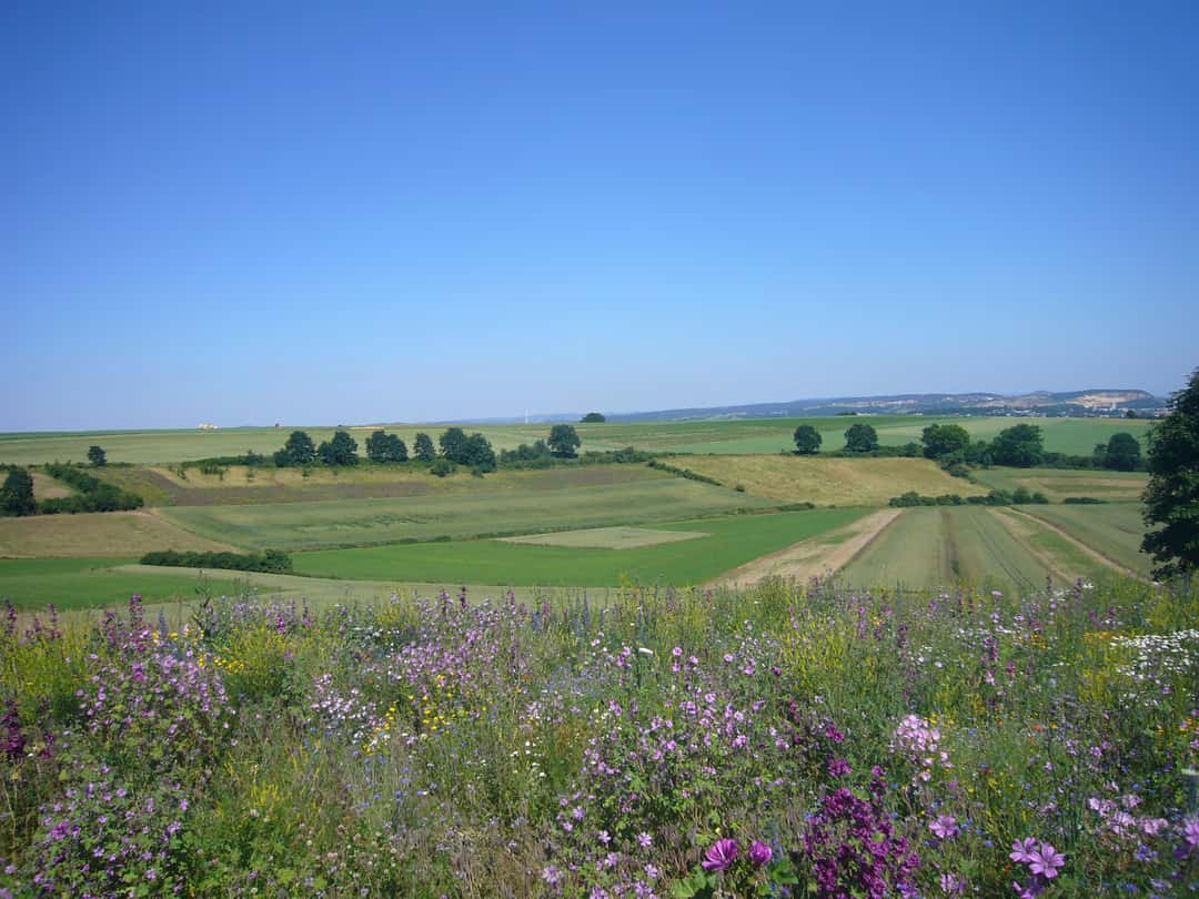 Bayerns Landwirte können 2024 wieder alle KULAPMaßnahmen beantragen