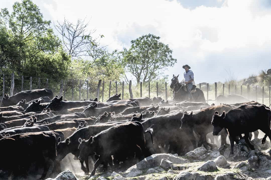 Experiencia ganadera y agrícola en Argentina y Uruguay.