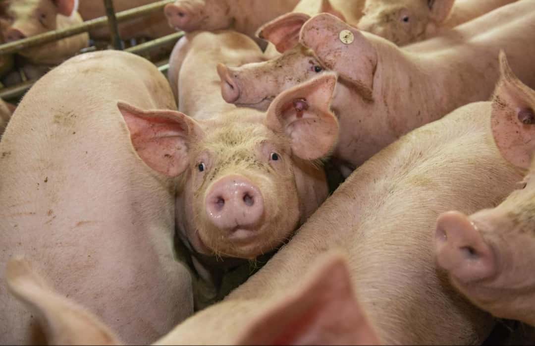 Streit-am-Schweinemarkt-T-nnies-Vion-und-Westfleisch-machen-Hauspreise