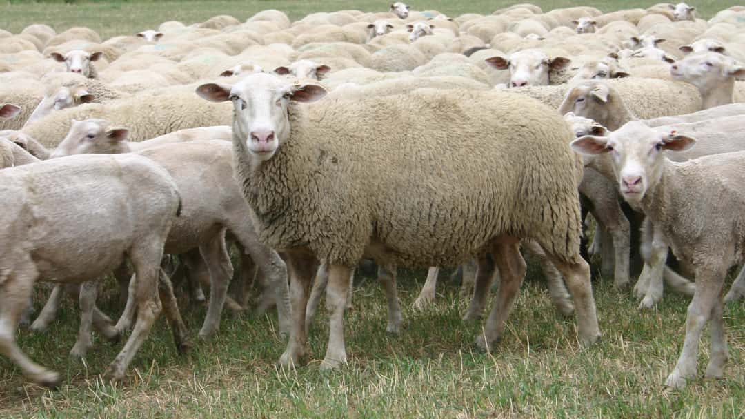 Blautongue in Germany confirms: What sheep and cattle farmers need to know ...