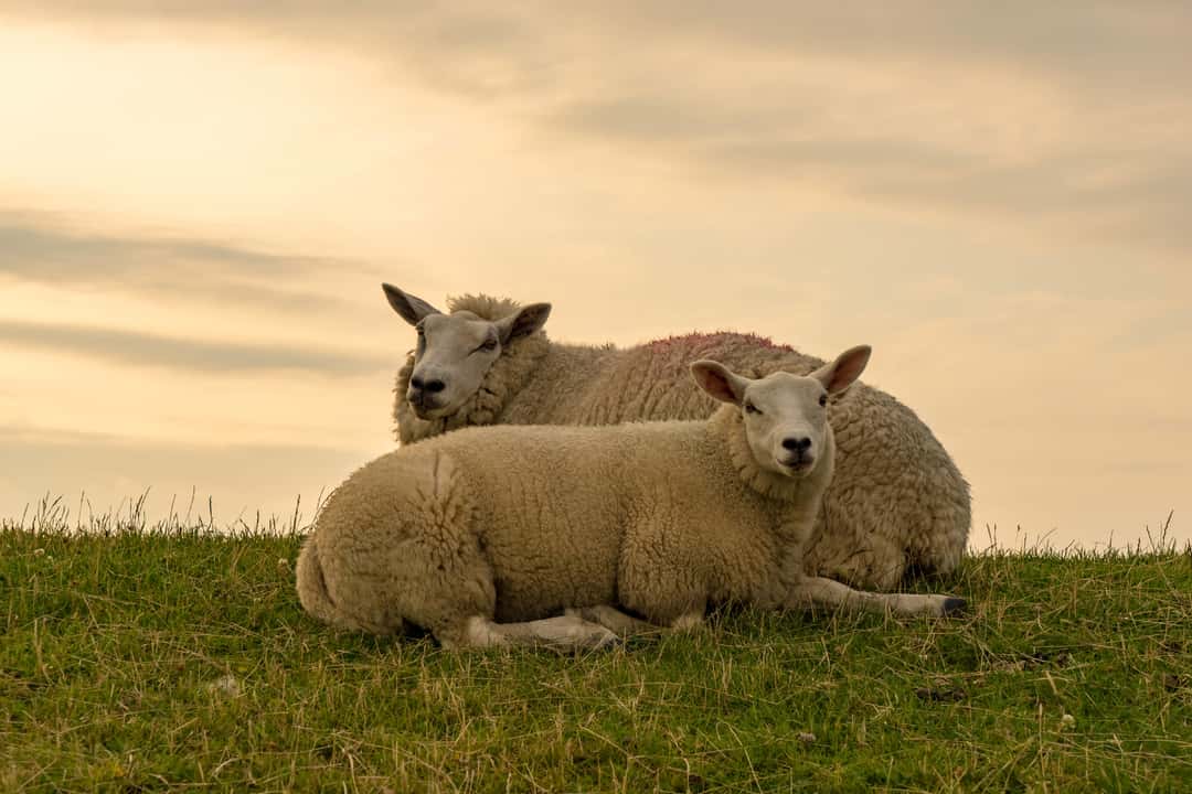Official suspicion of bluetongue in Lower Saxony