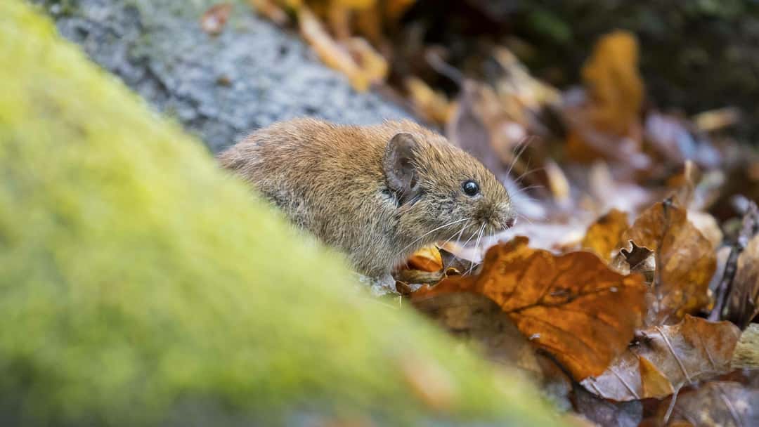 Wiederaufforstung Mit diesen Tipps beugen Sie einer Mäuseplage im Wald vor