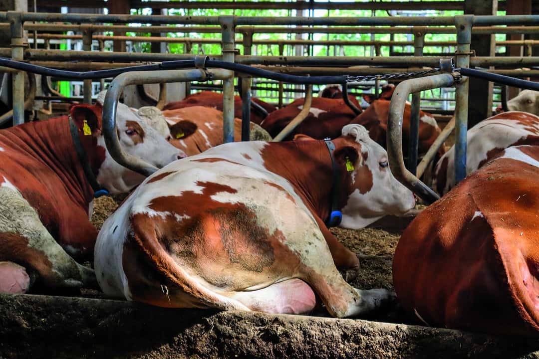  sterreich Diagnose Q Fieber Bei Rindern Was Tun 