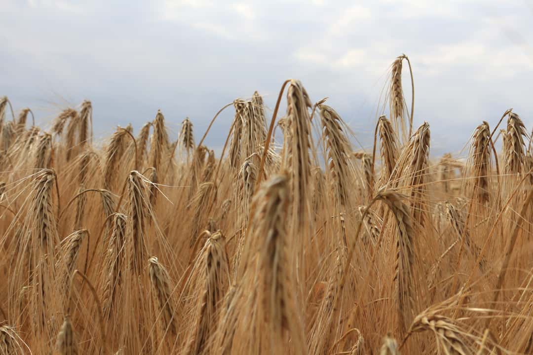 Weniger Gerste aus der EU27 für den Weltmarkt top agrar online