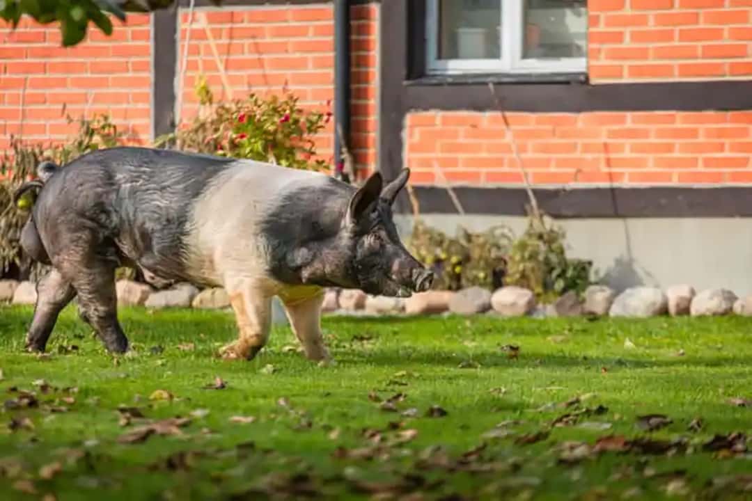 Zwei Unternehmen wollen HampshireZucht stärken top agrar online