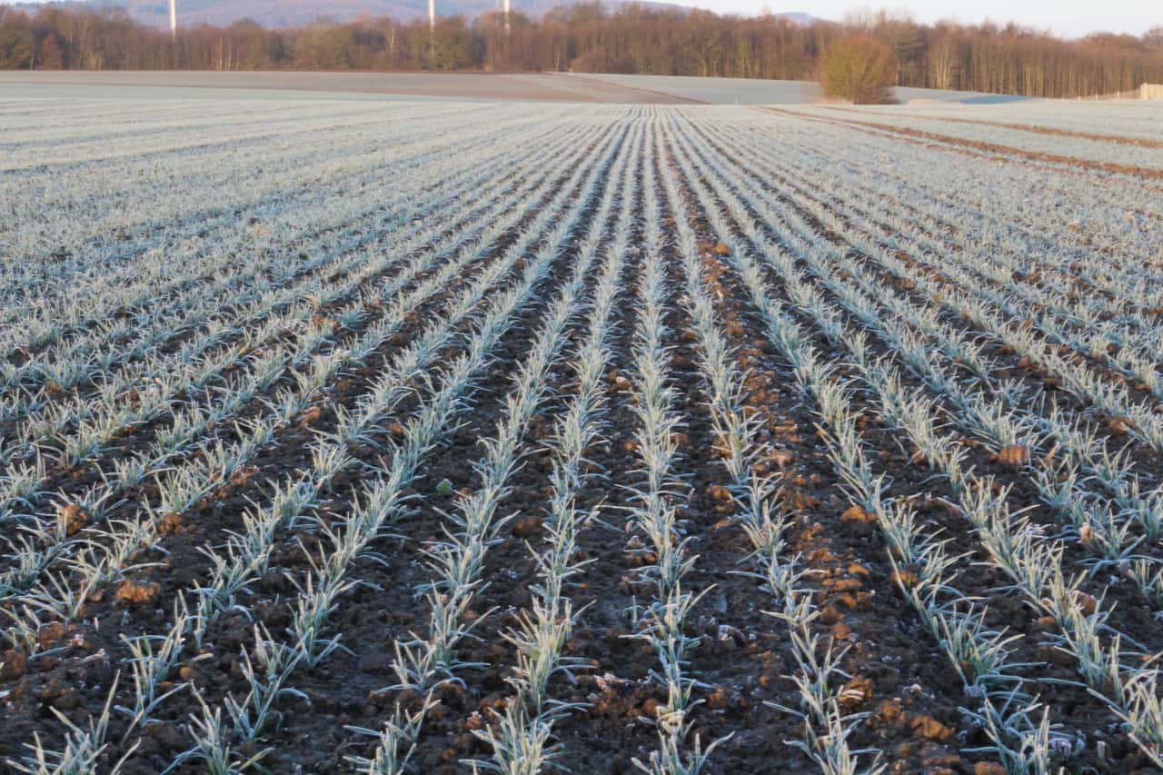 Darf-man-bei-Frost-G-lle-oder-Festmist-ausbringen-