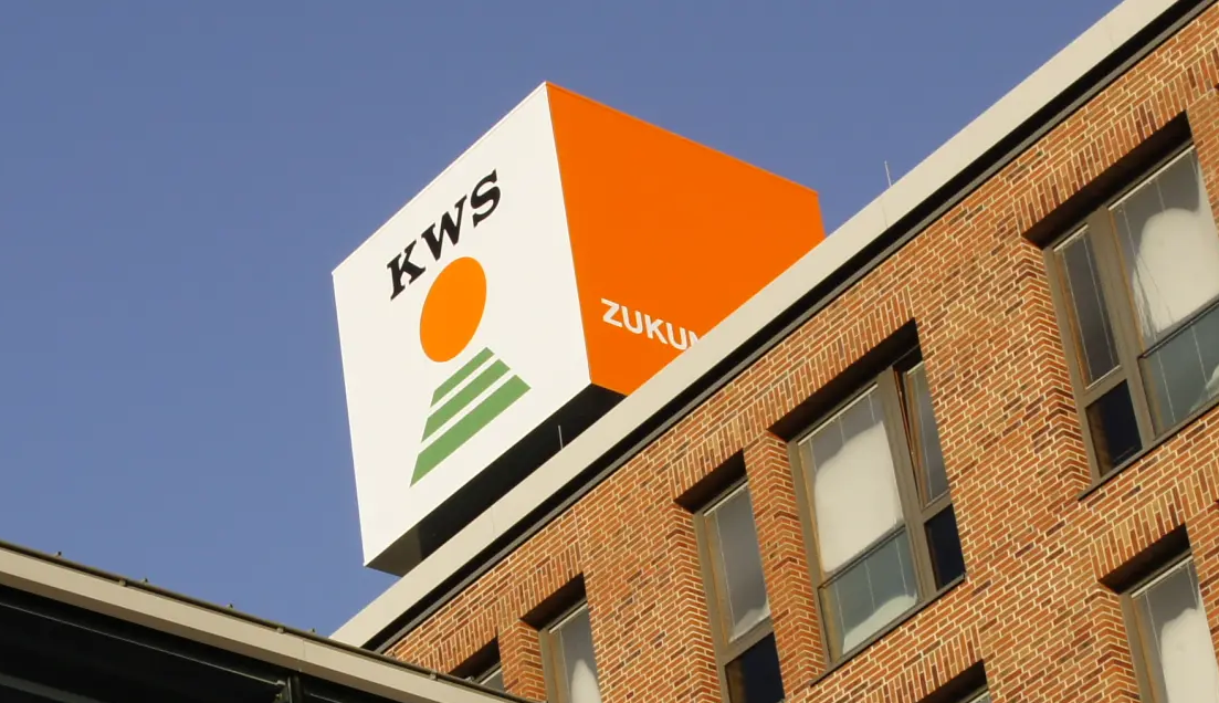 KWS-Maisgeschft geht deutlich zurck | top agrar