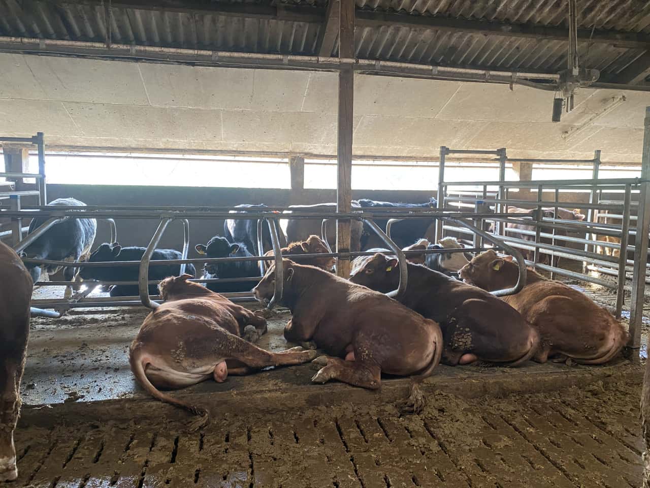 Farmers show how they successfully fatten bulls in cubicles