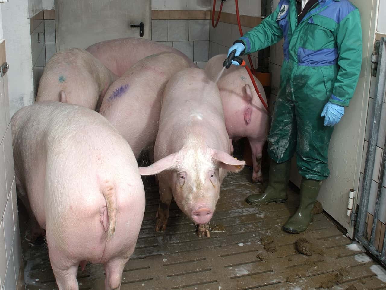 Sauendusche-senkt-Keimzahl-bei-Sauen-deutlich