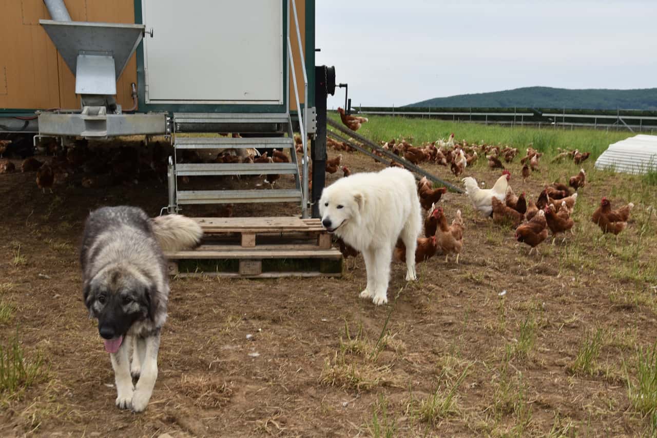 Herdenschutzhunde-Was-bei-ihrer-Haltung-zu-beachten-ist