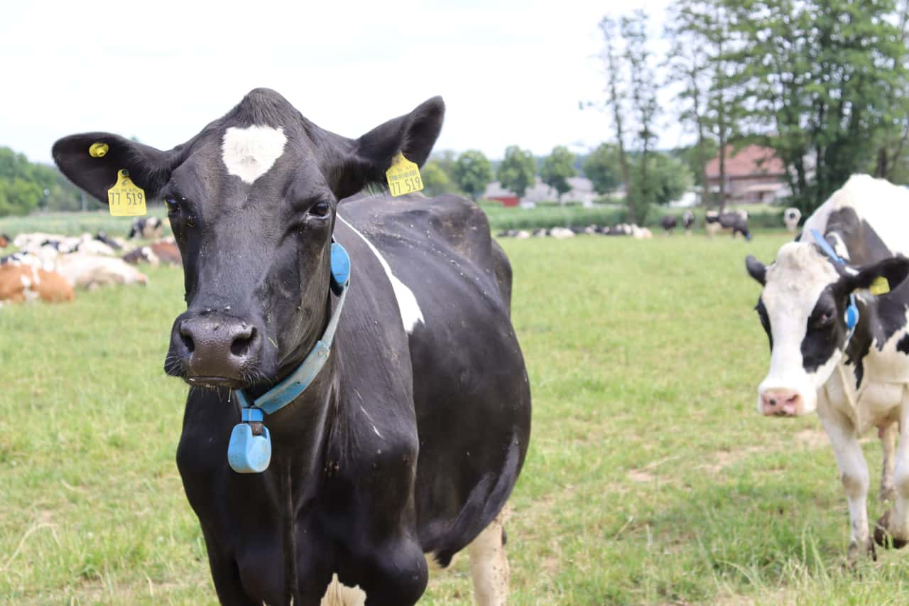 States reject pasture premium