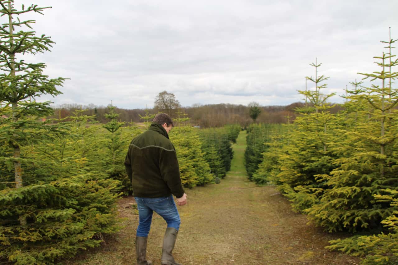 Reforestation: This farmer refinances mixed deciduous forest with ...