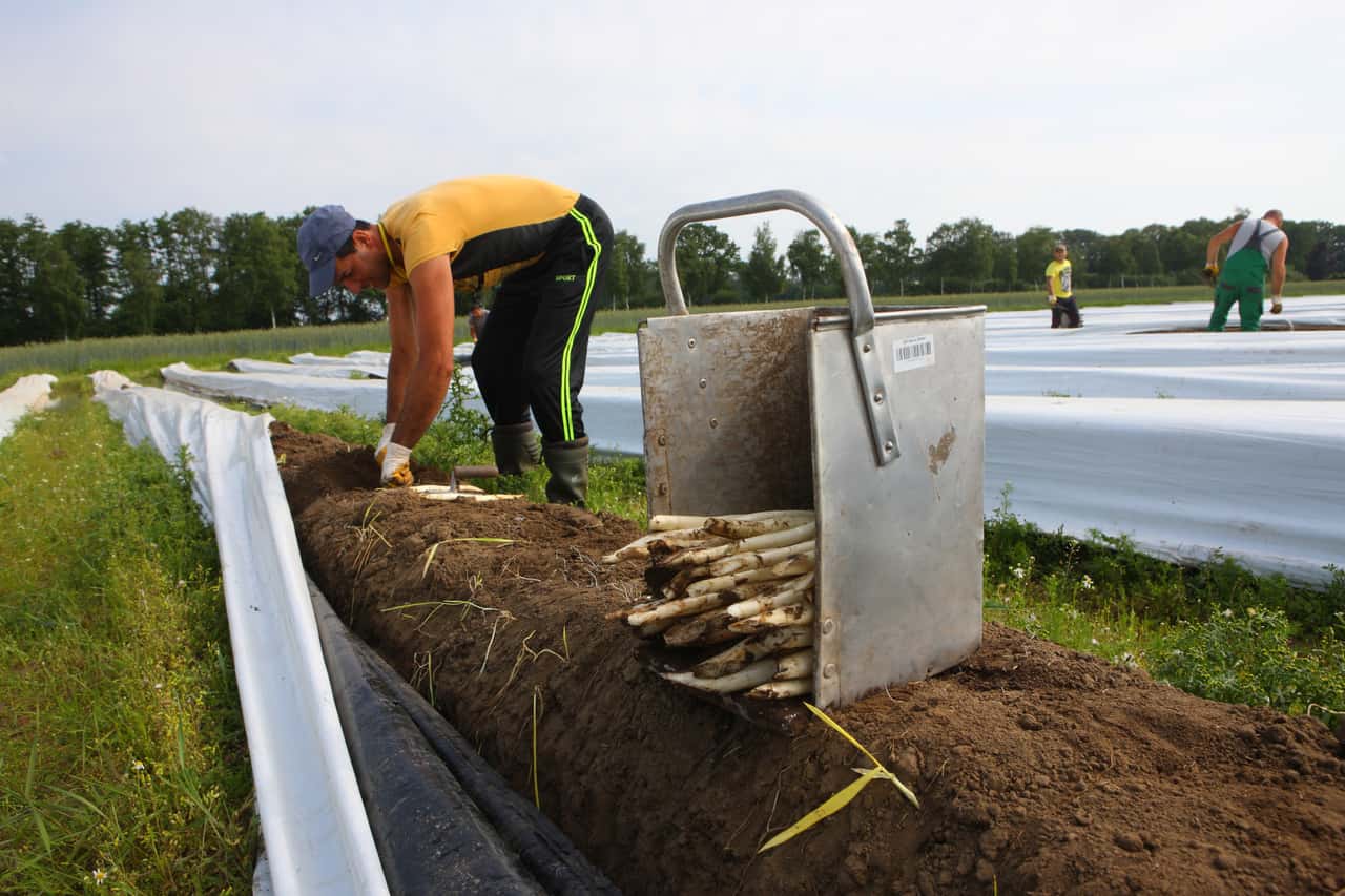 Union complains about poor conditions for harvest workers