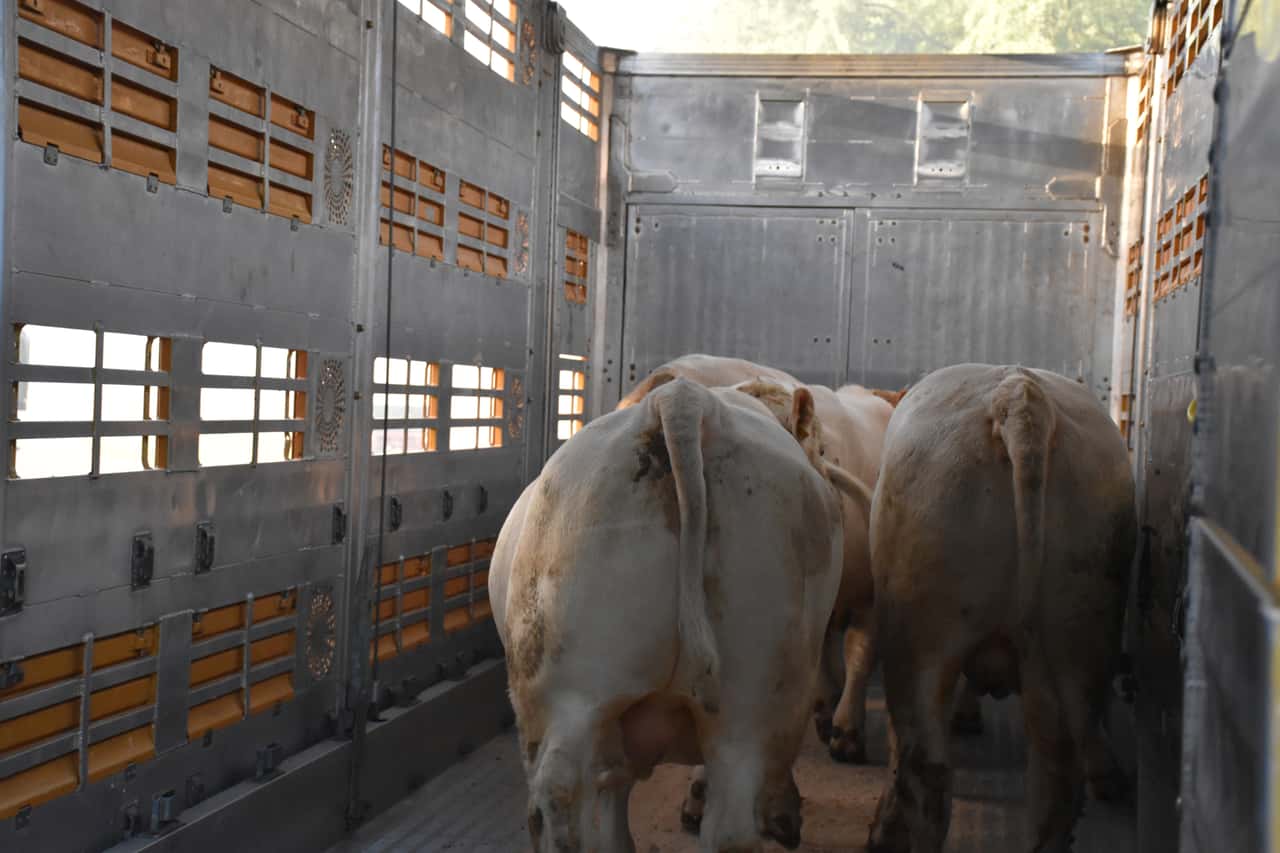 Slaughter cattle prices continue to rise before Easter