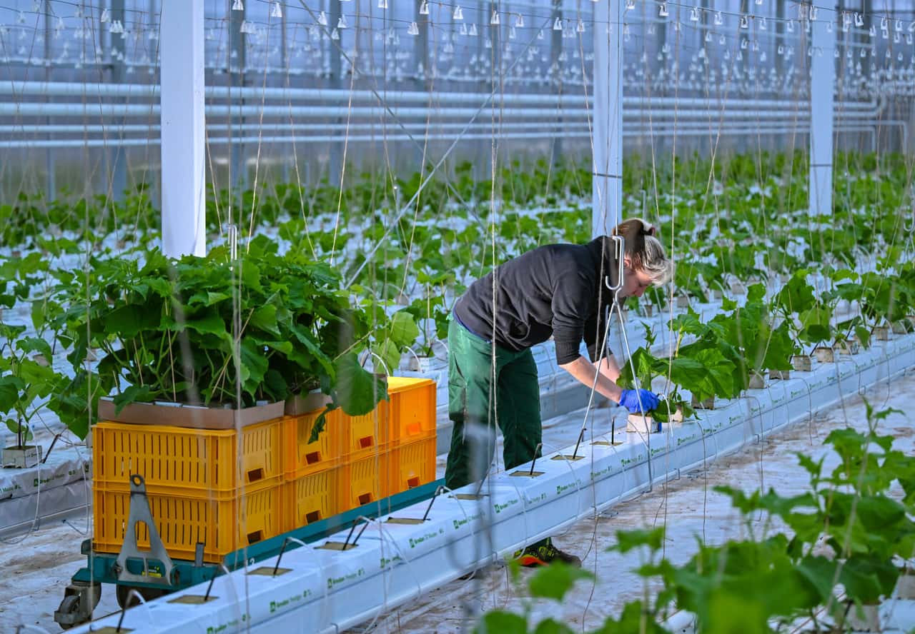 Emissions trading: CDU/CSU pushes through an exception for agriculture | ...