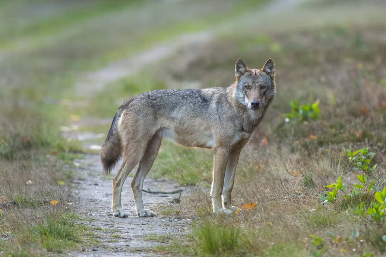 Wolf: Now the federal and state governments want to lower the protection ...