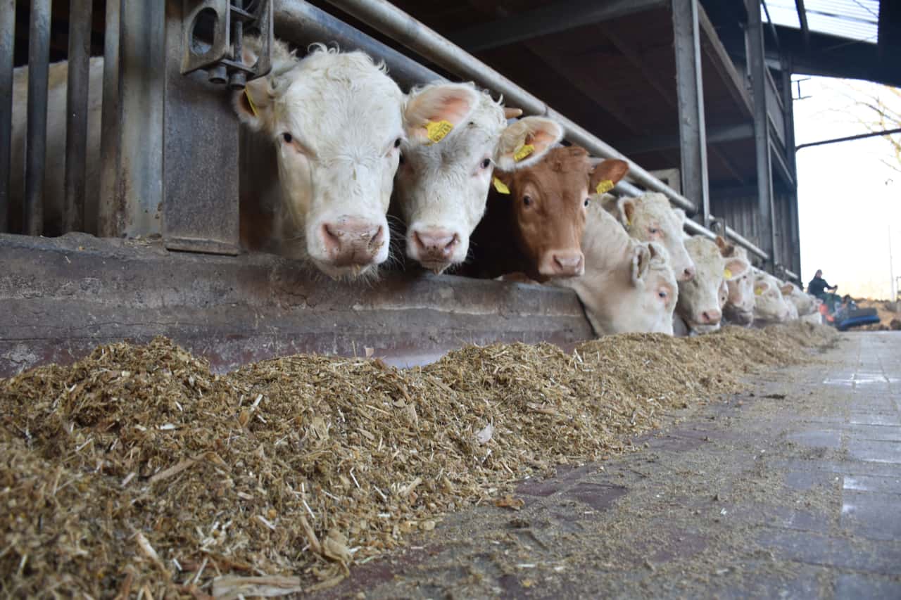 Young bulls and cows are getting even more expensive