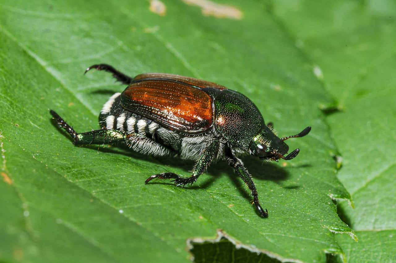 Japanese beetle: Dangerous passenger from the south