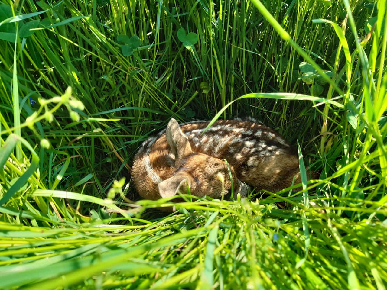 Roe Deer Rescue: Bavaria Pays 75% Subsidy for 1,000 Devices