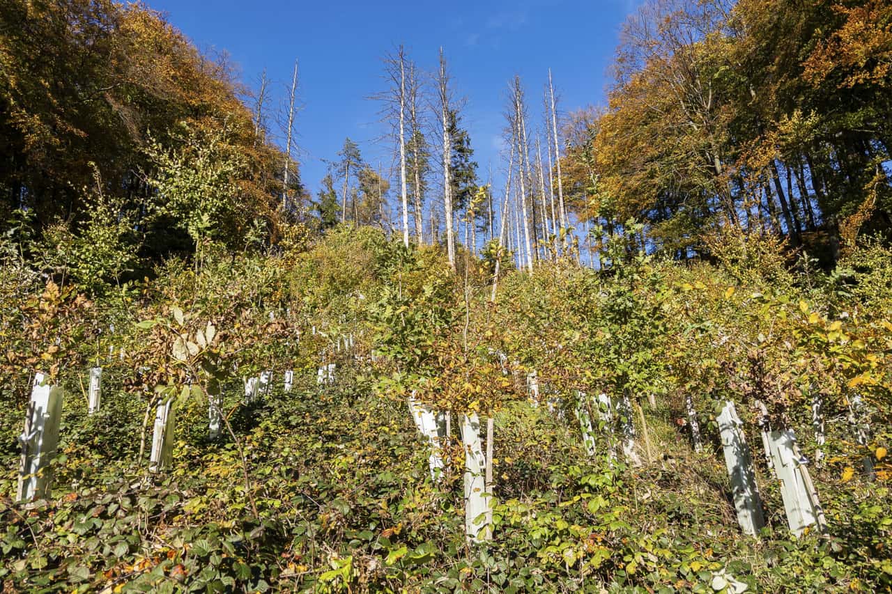 23% of forests in Thuringia destroyed - | Why planting won't be enough