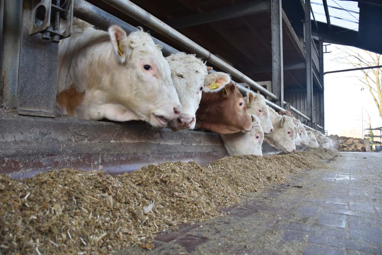 Young bulls: Price rally simply continues after Easter