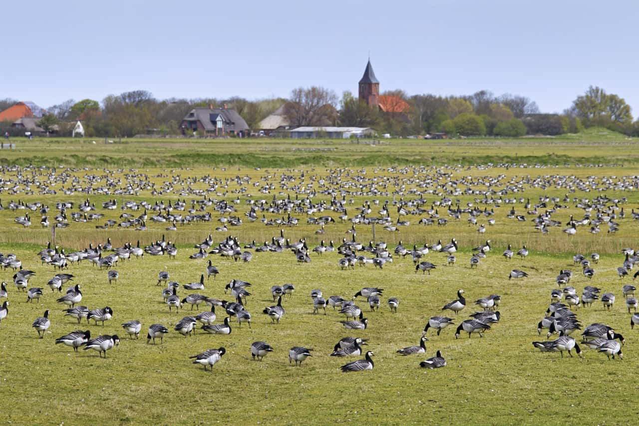 Damage in Schleswig-Holstein: 400,000 geese - and the populations continue ...