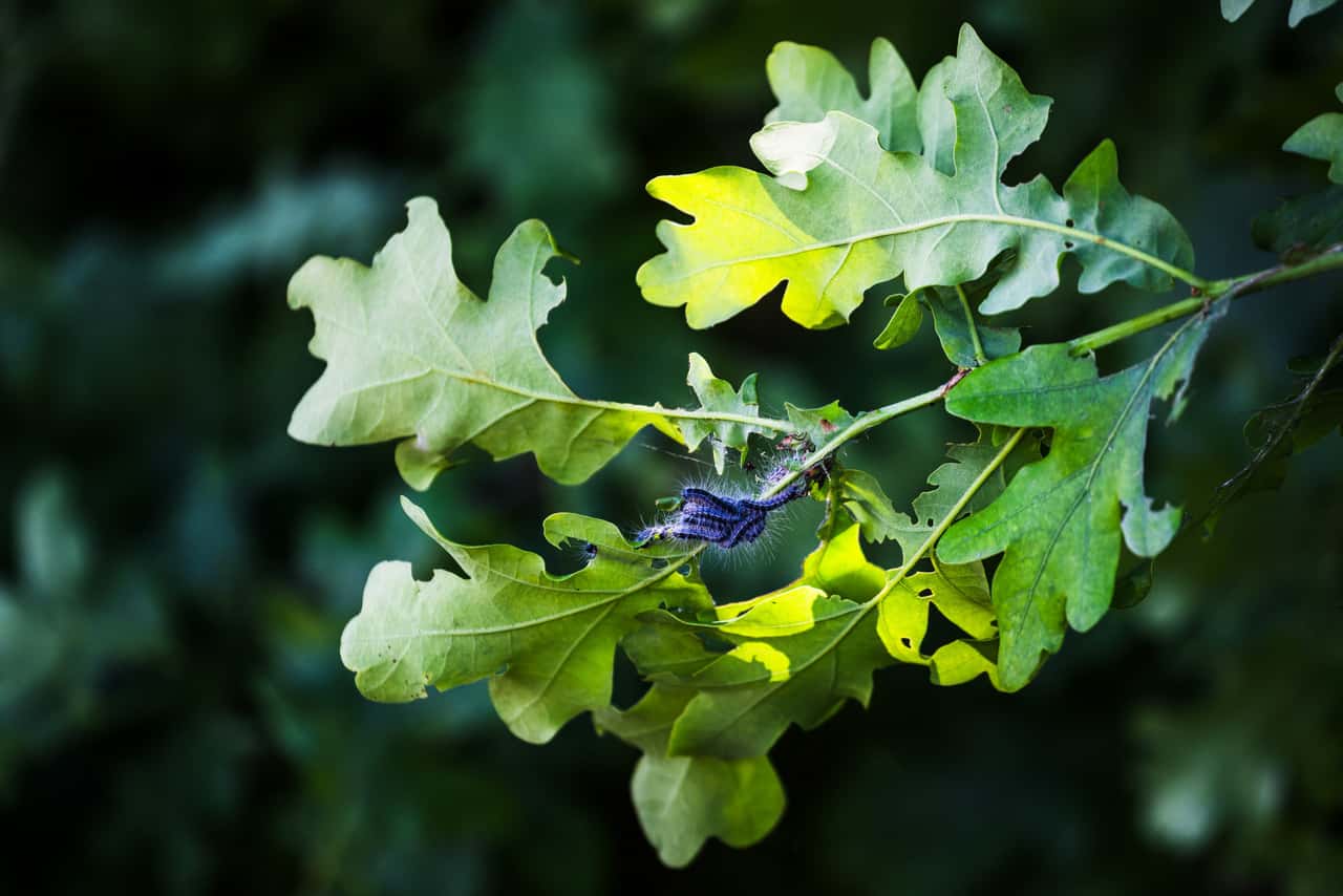 Der Eichenprozessionsspinner bedroht nicht nur den Wald, sondern auch die Gesundheit von Menschen.