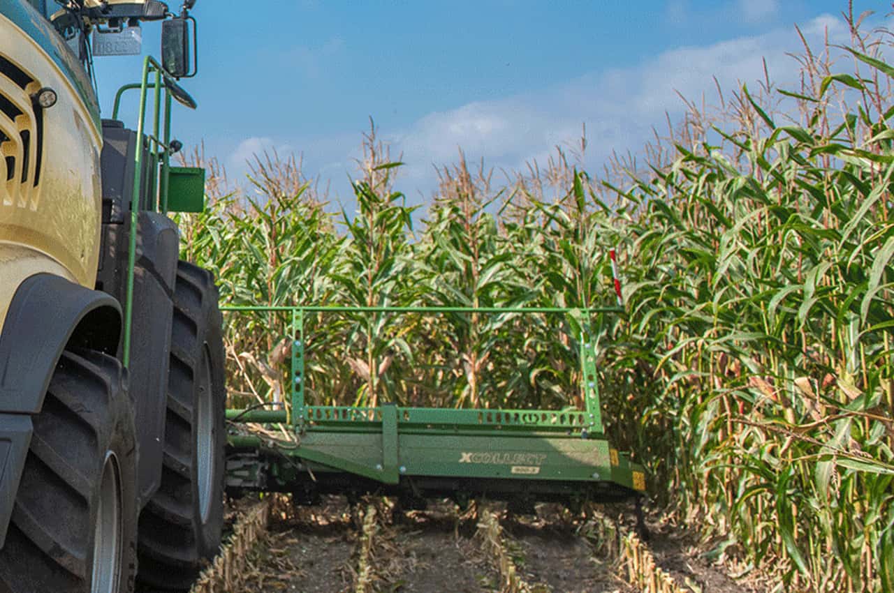 Hunting association calls for retention of cap on maize cultivation for ...
