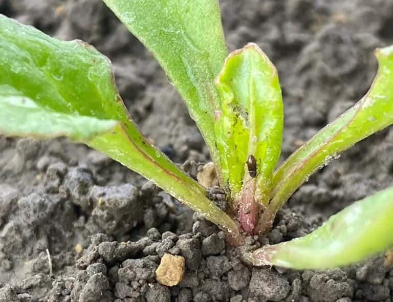 Sugar beets: Keep an eye on pests and weeds