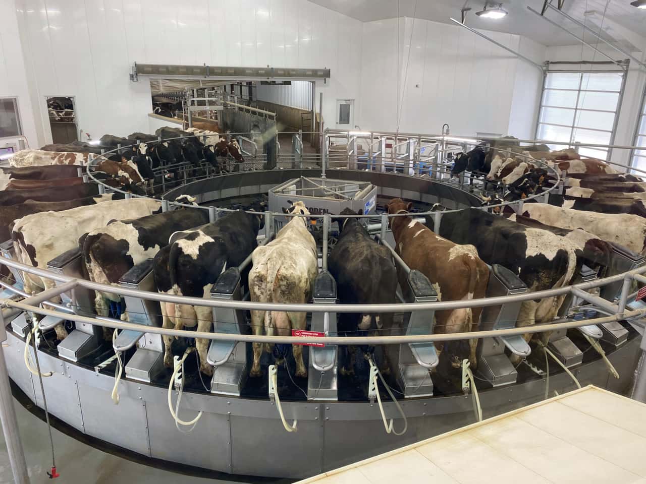 Raw material value of milk drops to 49.7 cents