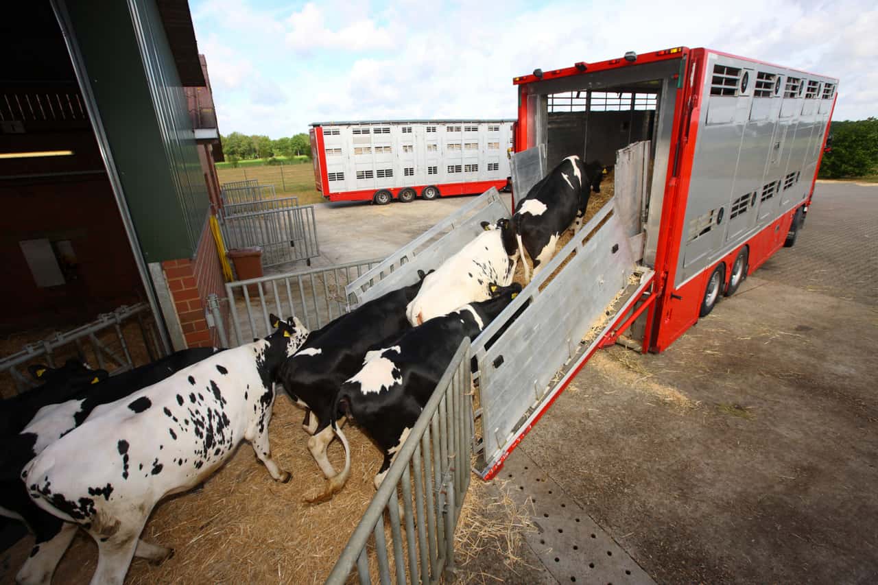Slaughterhouses want to stop price rally - | Bull prices are still rising
