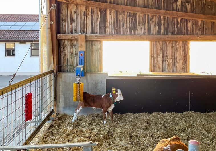 Brushing for calves: Is it necessary?