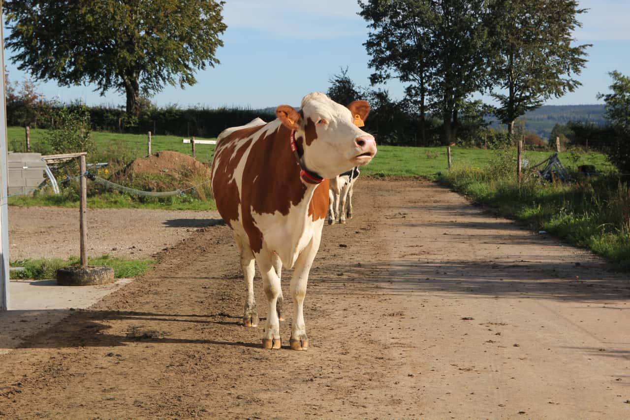 EHD detected in Belgium