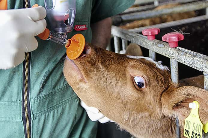 Bovine flu: Switzerland obligates calves to be vaccinated