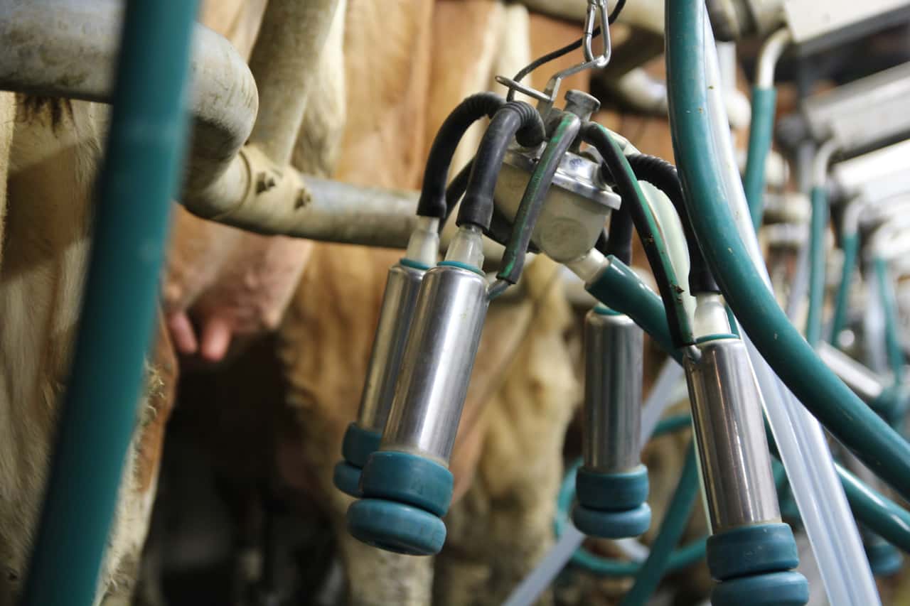 International milk prices continue to rise