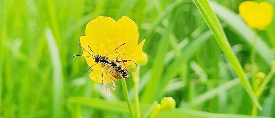 Landwirtschaft-hat-gr-eren-negativen-Einfluss-auf-Insektenvielfalt-als-gedacht