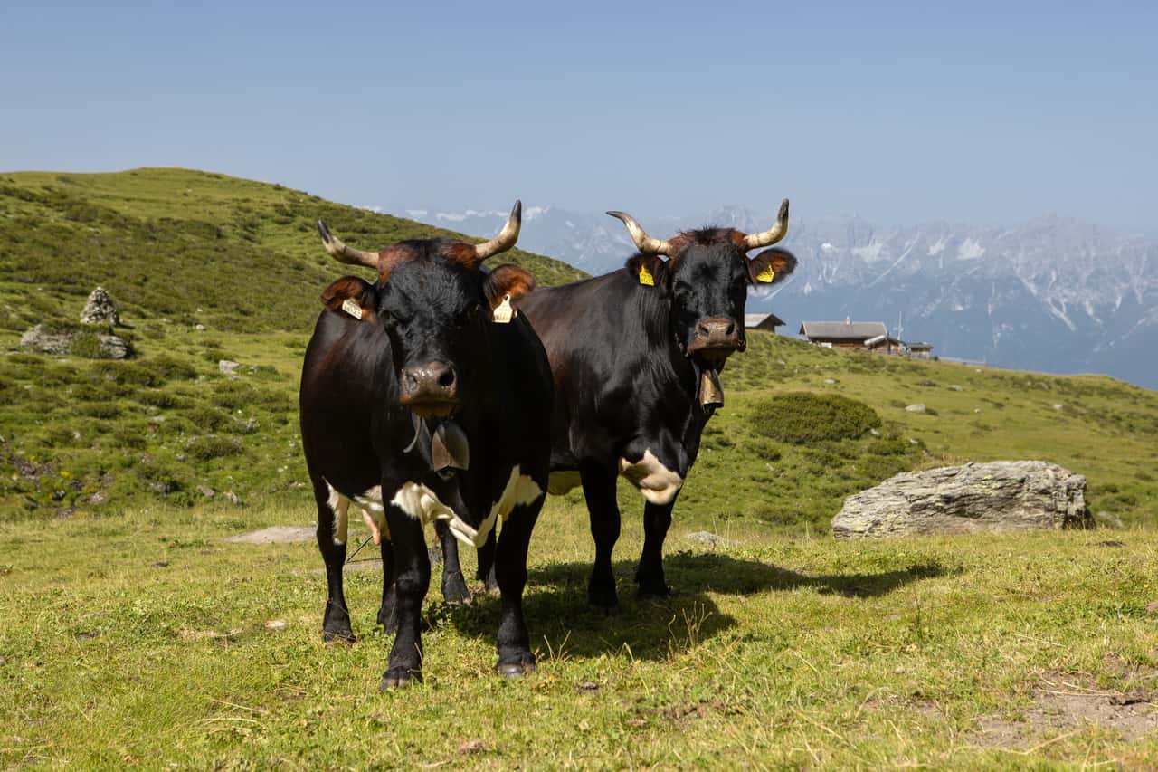 Tux-Zillertaler-beantragen-Aufnahme-in-Immaterielles-Kulturerbe-der-Unesco