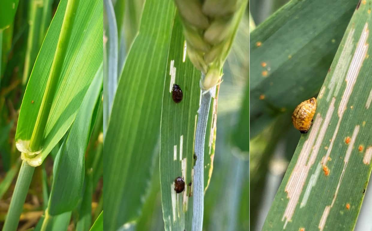 Wie-hoch-ist-die-Schadgefahr-von-Getreideh-hnchen-