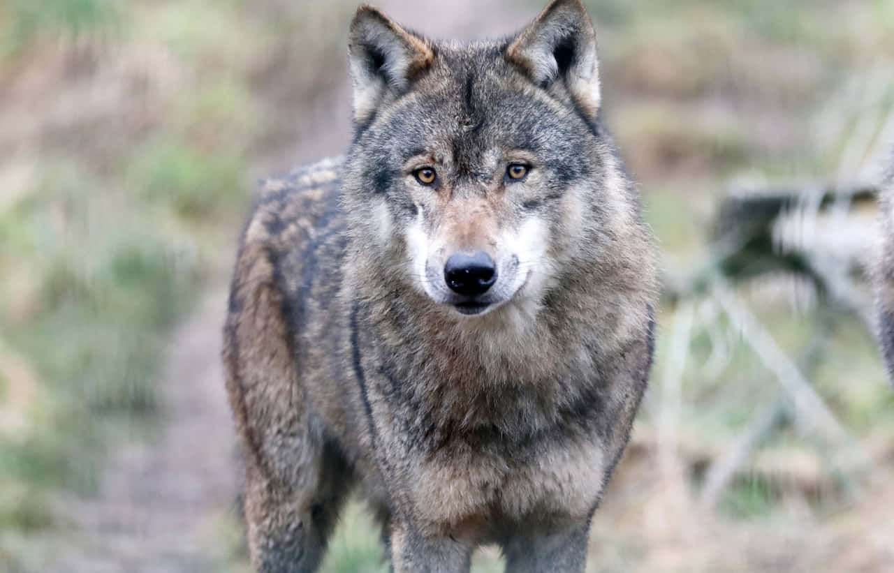 Backhaus-soll-wegen-Wolf-Abschusserlaubnis-vor-Gericht