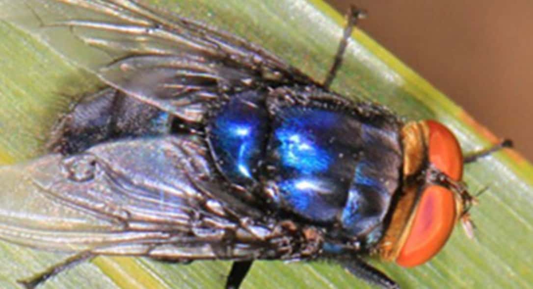 Fleischfressende-Fliegen-bedrohen-US-Rinderherden
