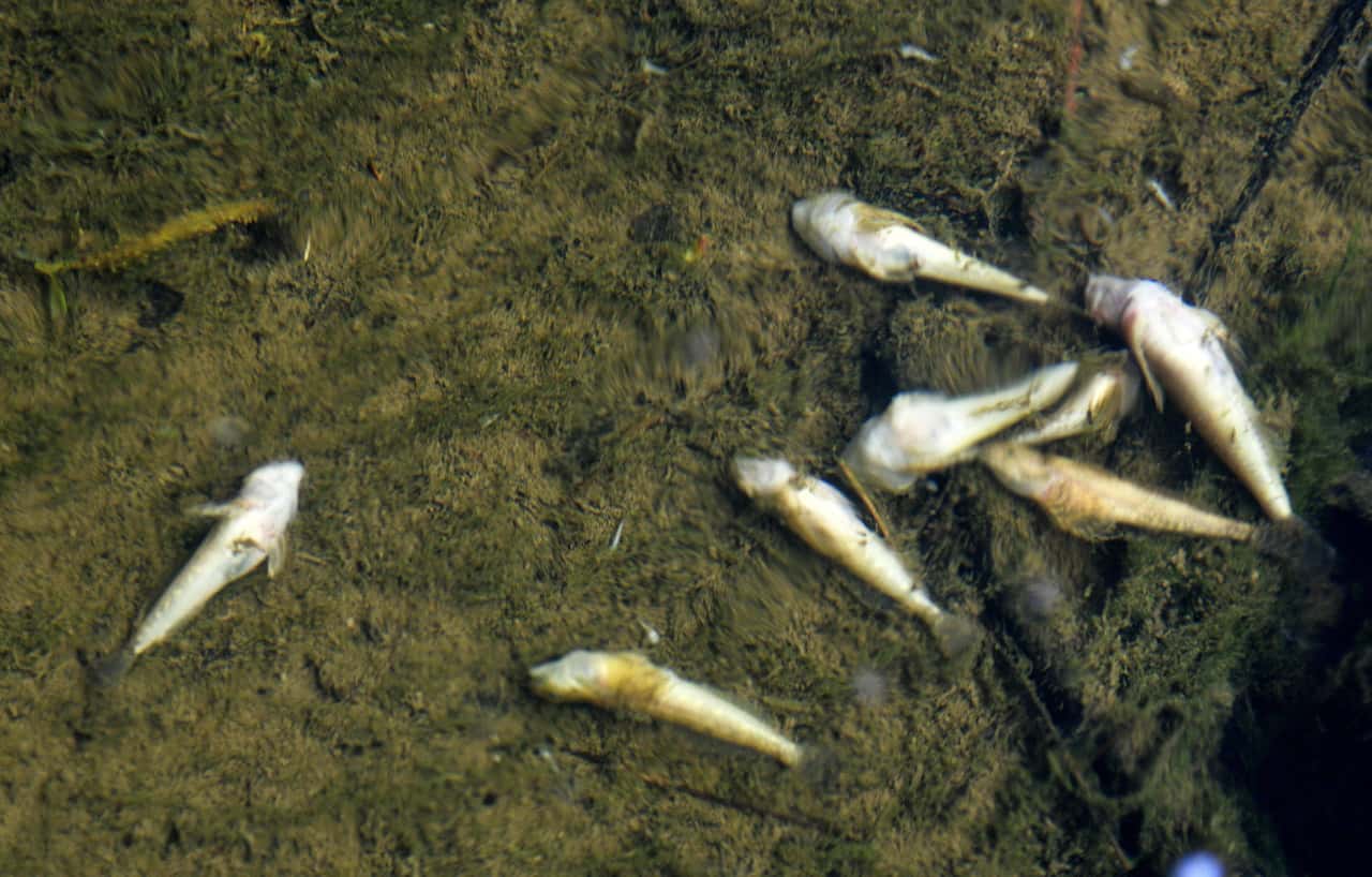 G-lle-aus-Biogasanlage-t-tet-alle-Fische-in-der-Metter