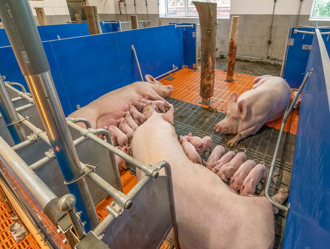 Darum lässt dieser Landwirt seine Sauen in Gruppen säugen
